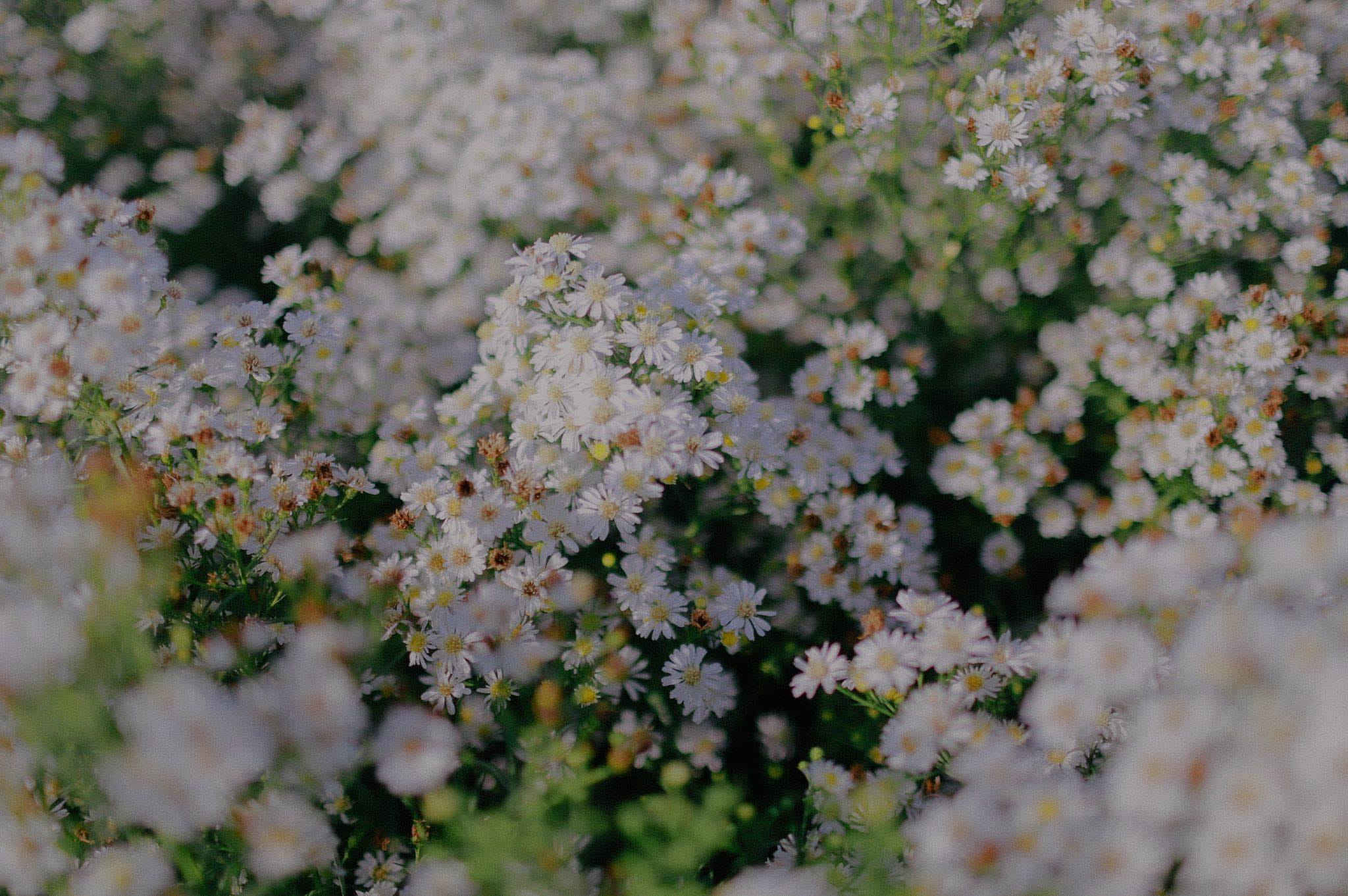 Dinh Dac Ba Ria Flower Garden